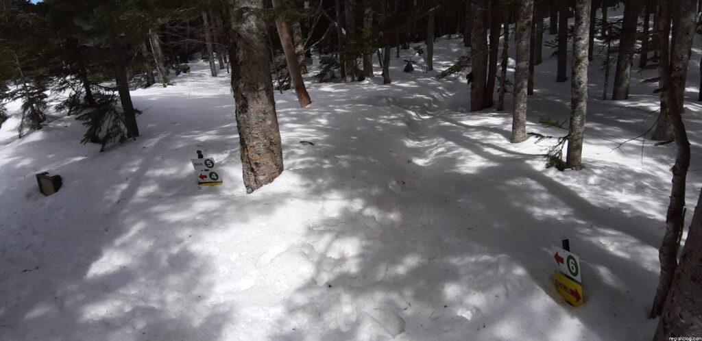 登山開始直後の樹林帯